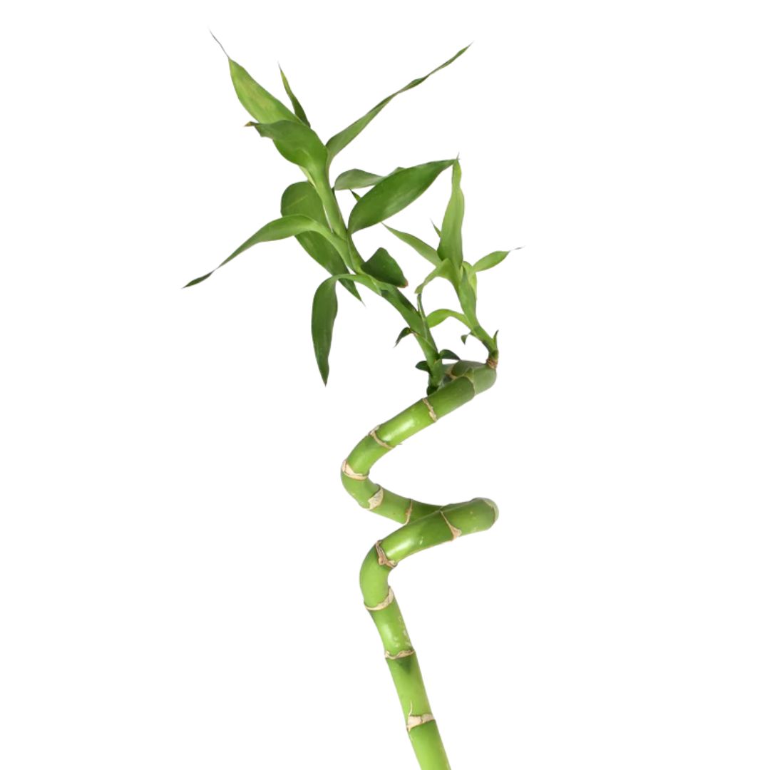 Lucky Bamboo Twist – Single – 1″
